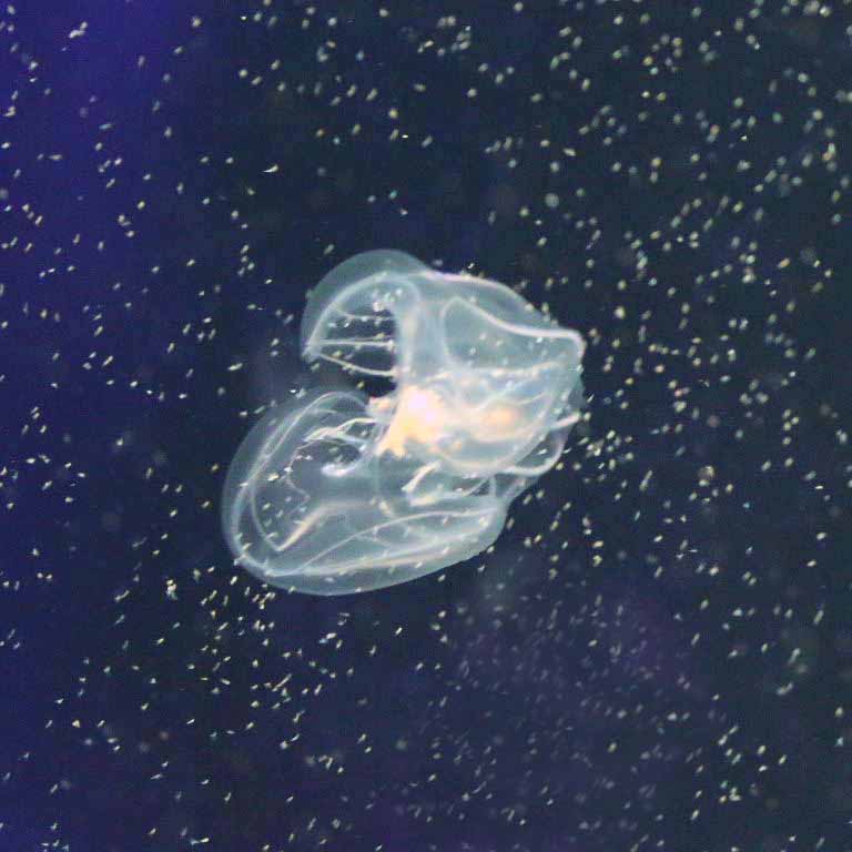 Comb Jelly