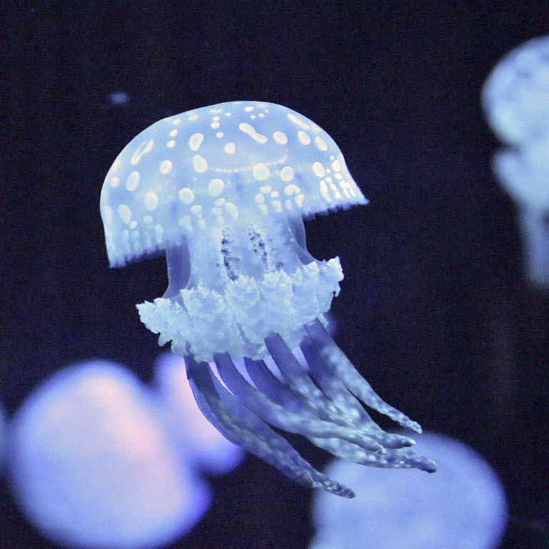 Spotted Lagoon Jellyfish