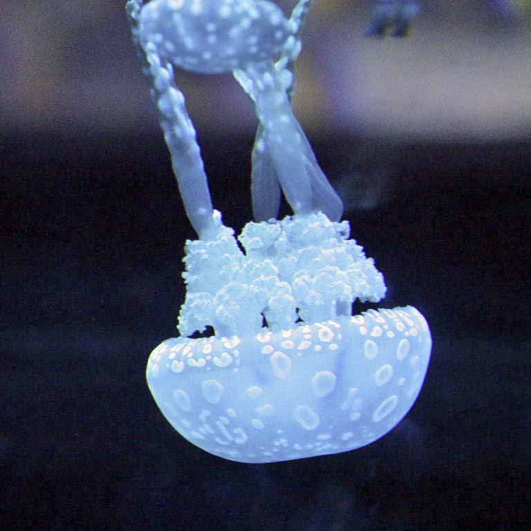 Spotted Lagoon Jellyfish