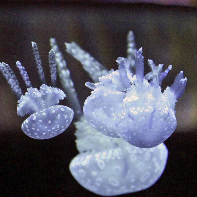 Spotted Lagoon Jellyfish