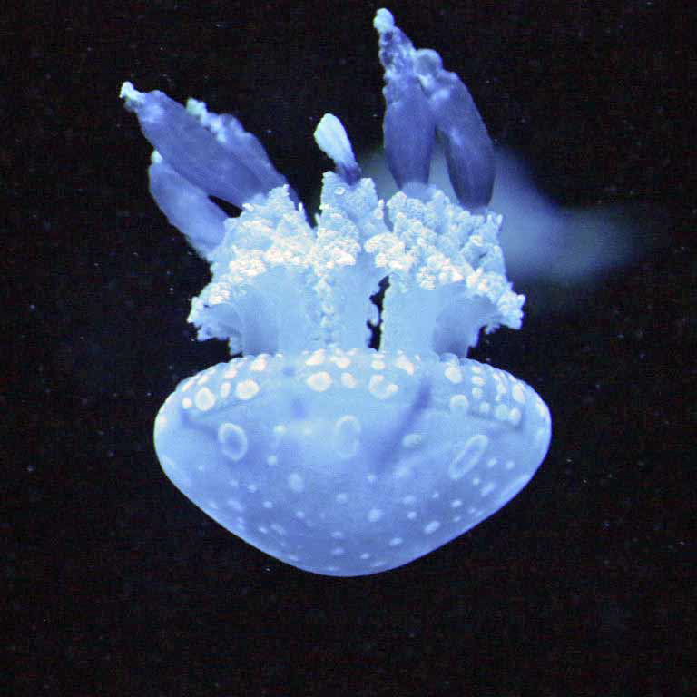 Spotted Lagoon Jellyfish