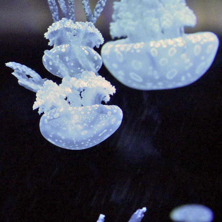 Spotted Lagoon Jellyfish