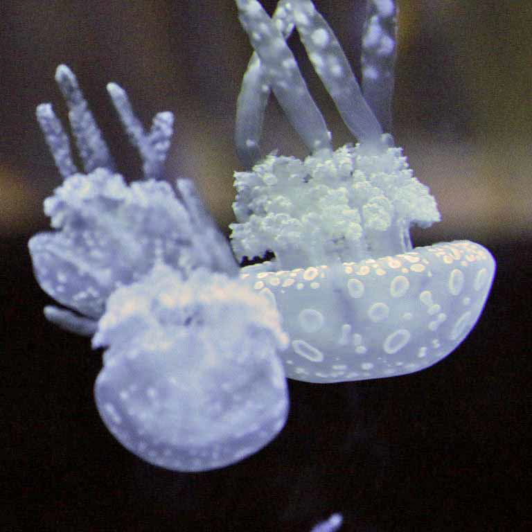 Spotted Lagoon Jellyfish