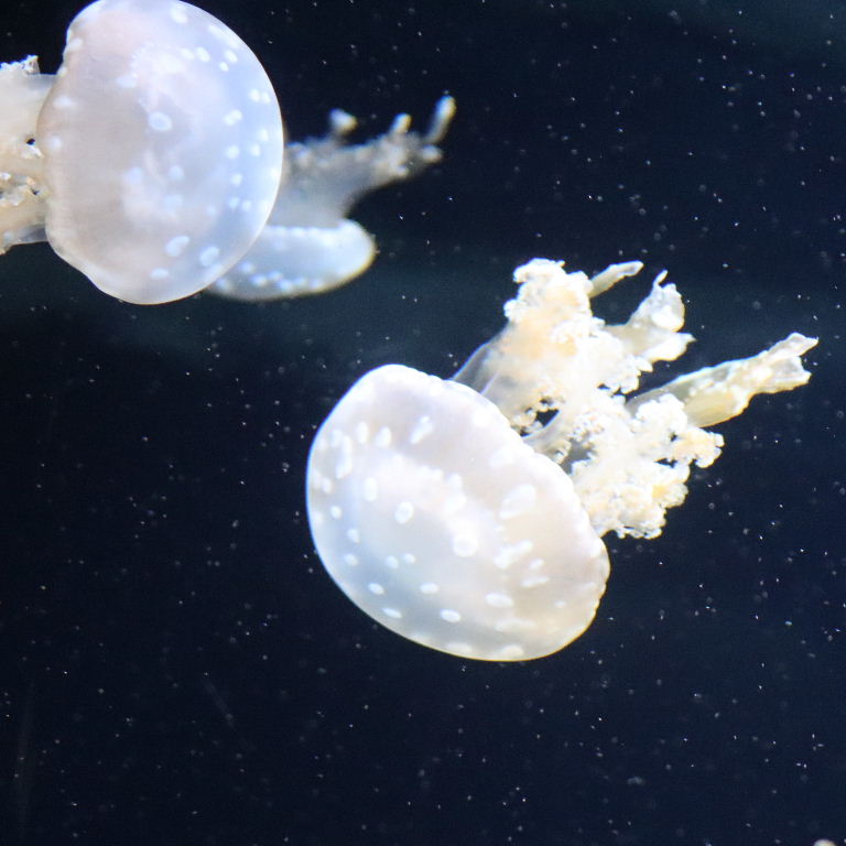 Spotted Lagoon Jellyfish