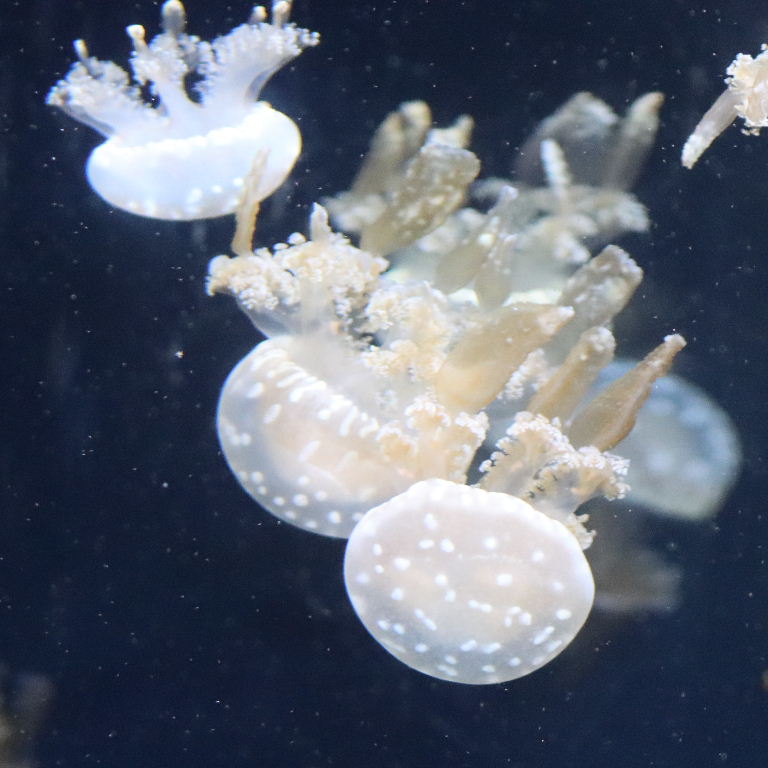 Spotted Lagoon Jellyfish