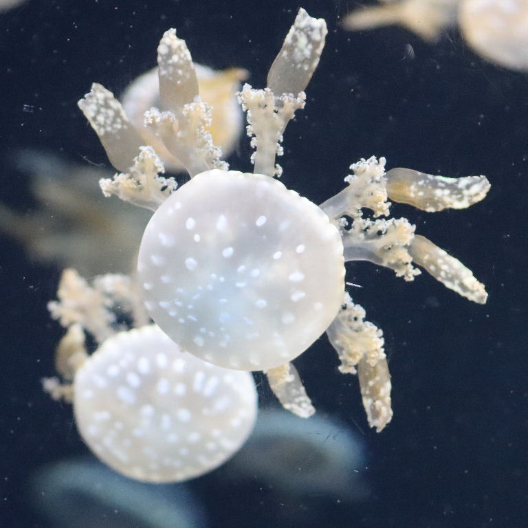 Spotted Lagoon Jellyfish