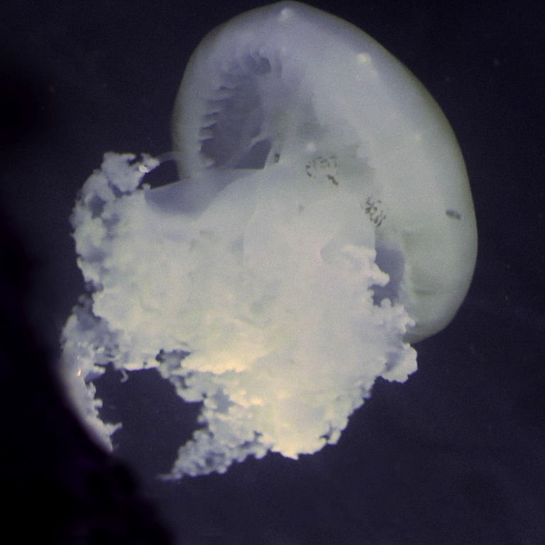 Marble Jellyfish