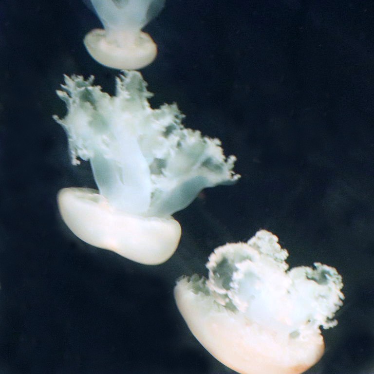 Marble Jellyfish