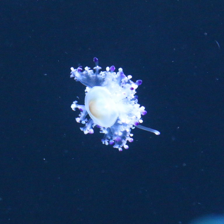 Mediterranean Jellyfish