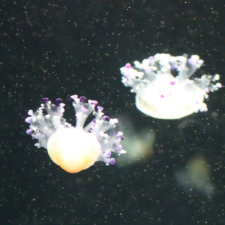 Mediterranean Jellyfish