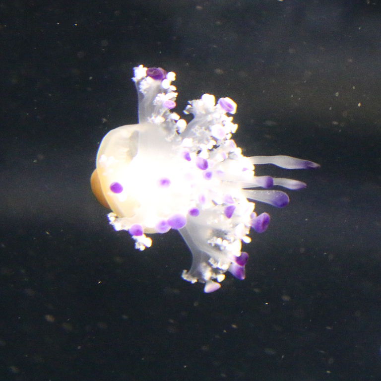 Mediterranean Jellyfish