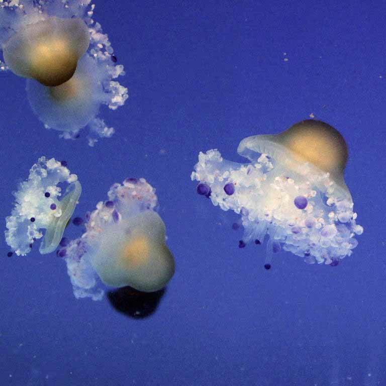 Mediterranean Jellyfish