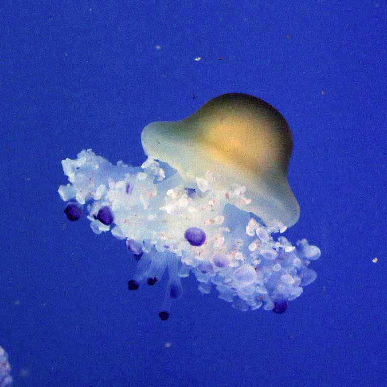 Mediterranean Jellyfish