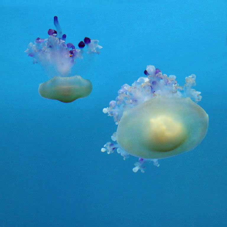 Mediterranean Jellyfish