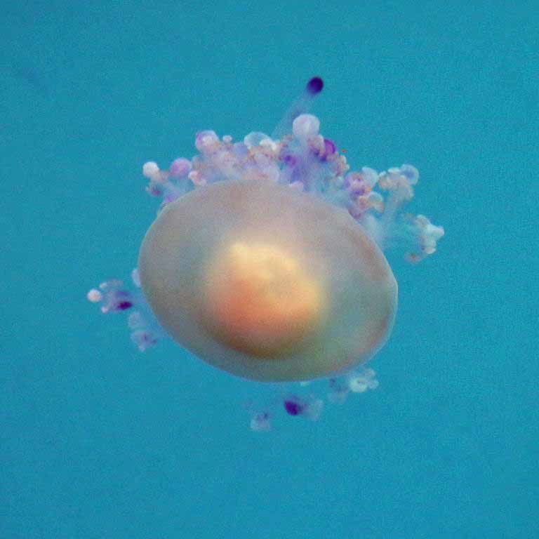Mediterranean Jellyfish