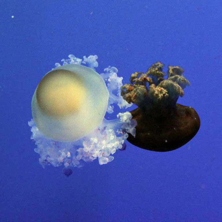 Mediterranean and Blubber Jellyfish