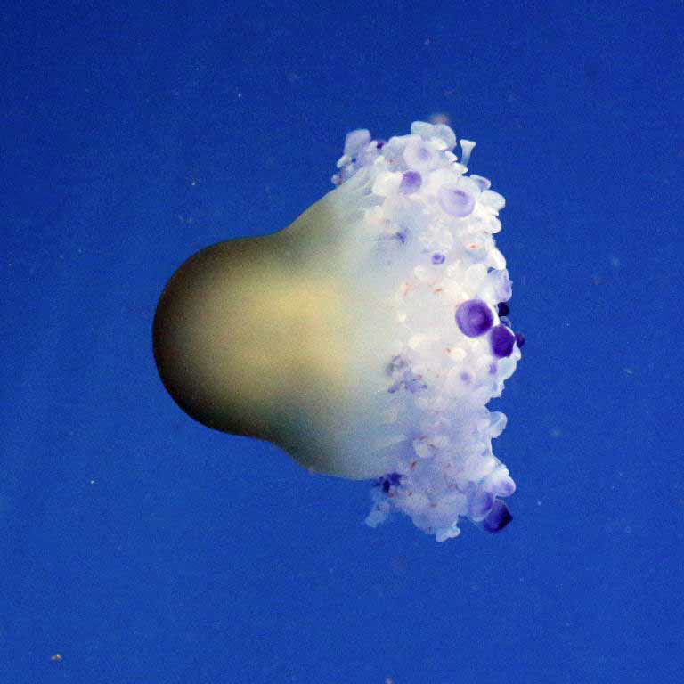 Mediterranean Jellyfish