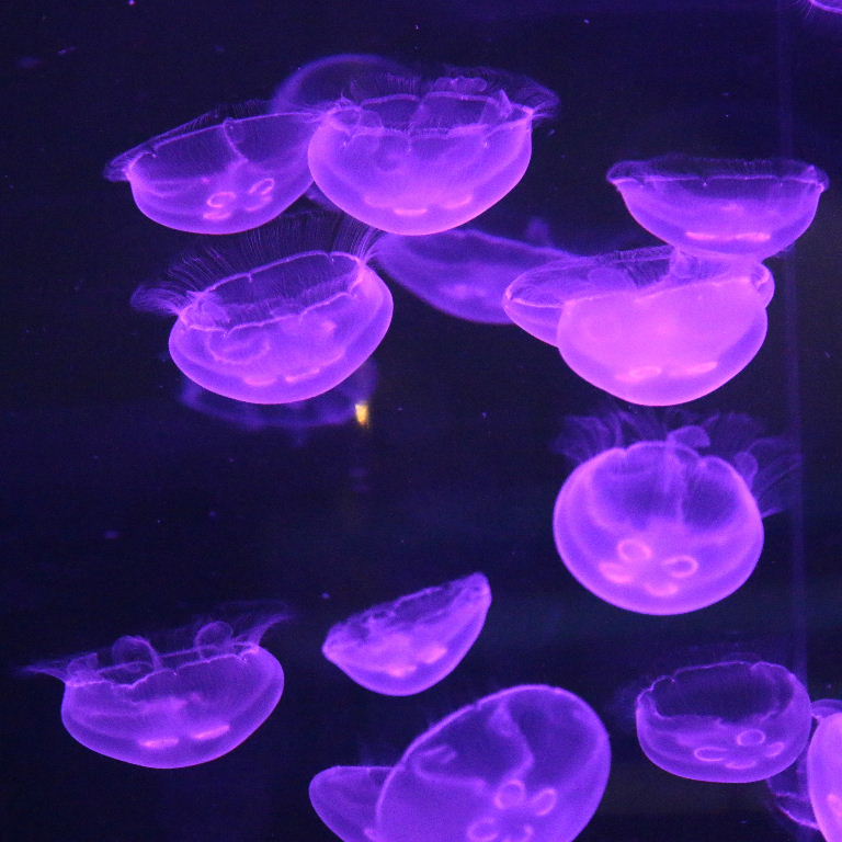 Moon Jellyfish