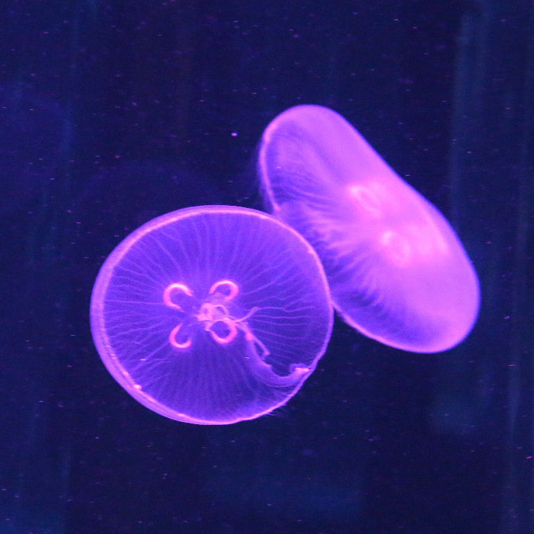Atlantic Moon Jellyfish