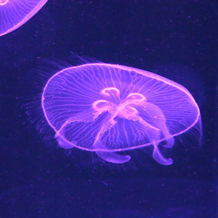Atlantic Moon Jellyfish