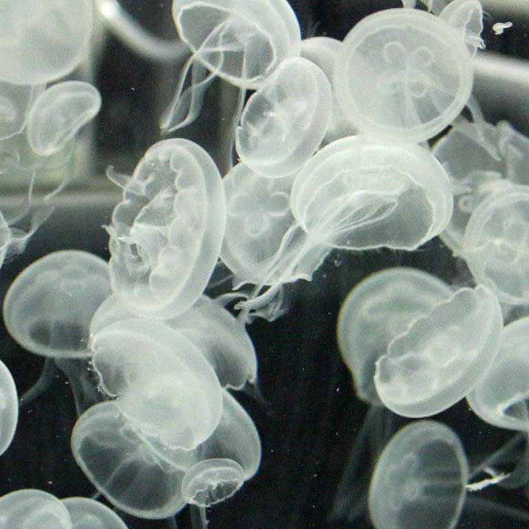 Moon Jellyfish