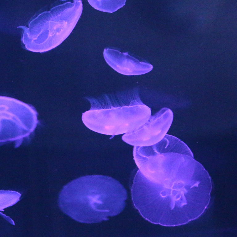 Moon Jellyfish