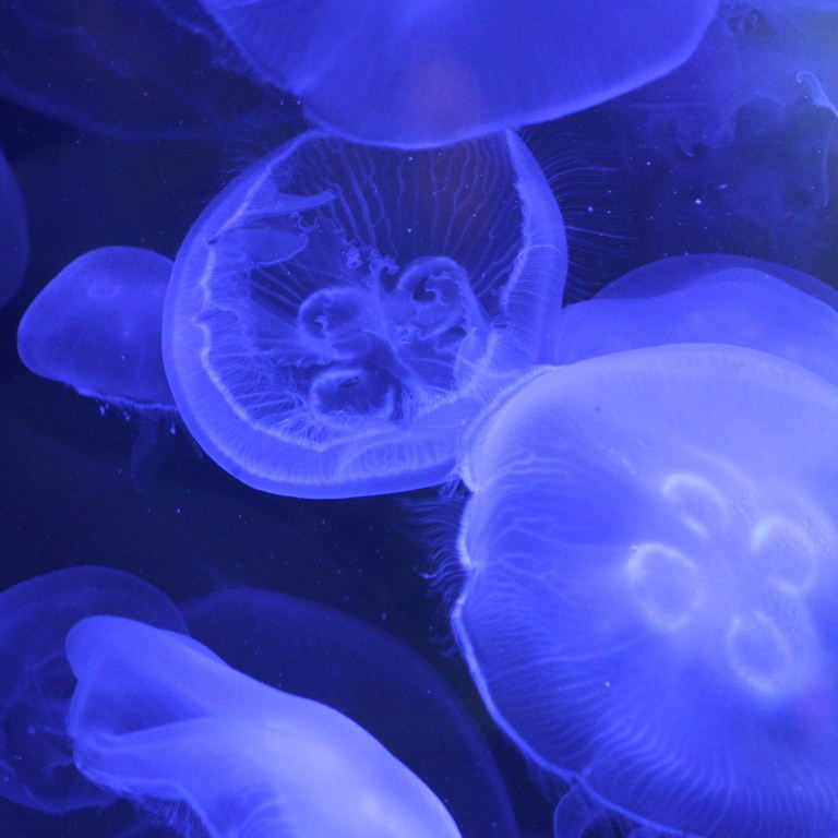 Moon Jellyfish