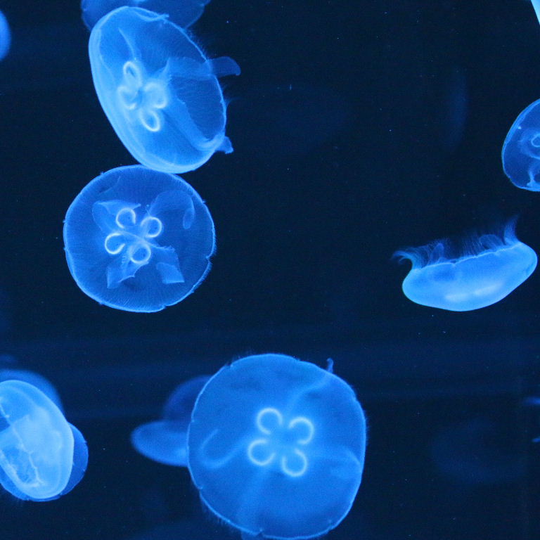 Moon Jellyfish