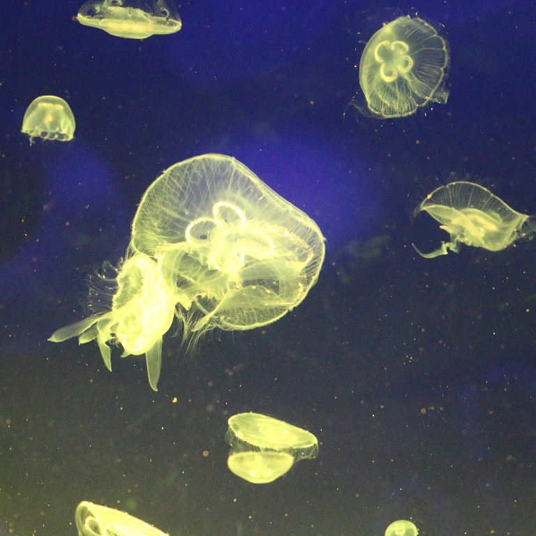 Moon Jellyfish