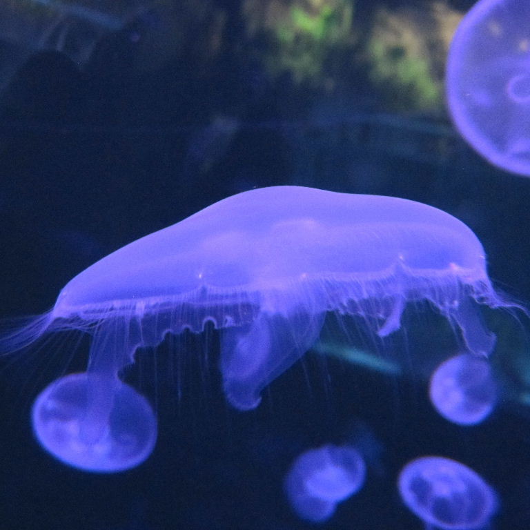 Moon Jellyfish