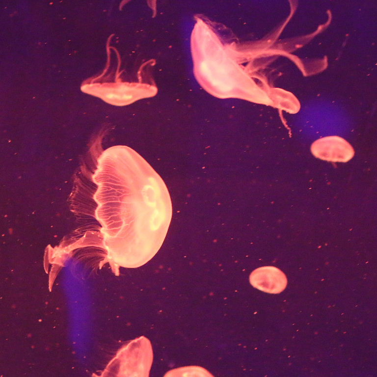 Moon Jellyfish