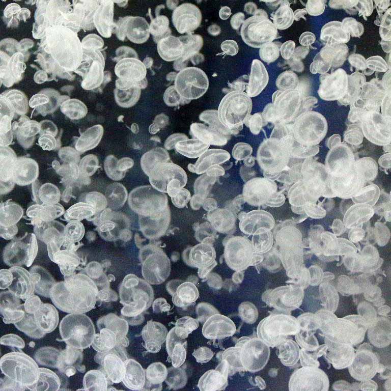 Moon Jellyfish