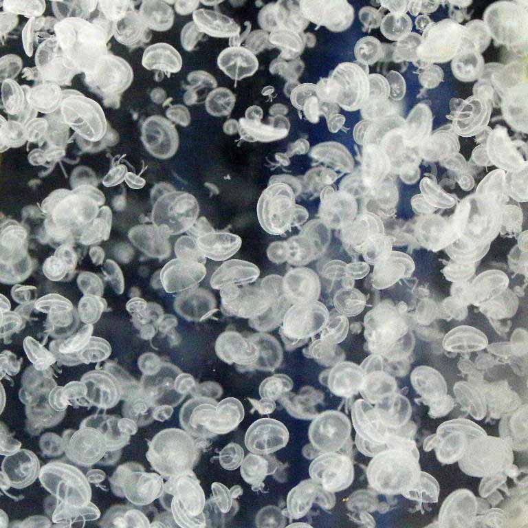 Moon Jellyfish