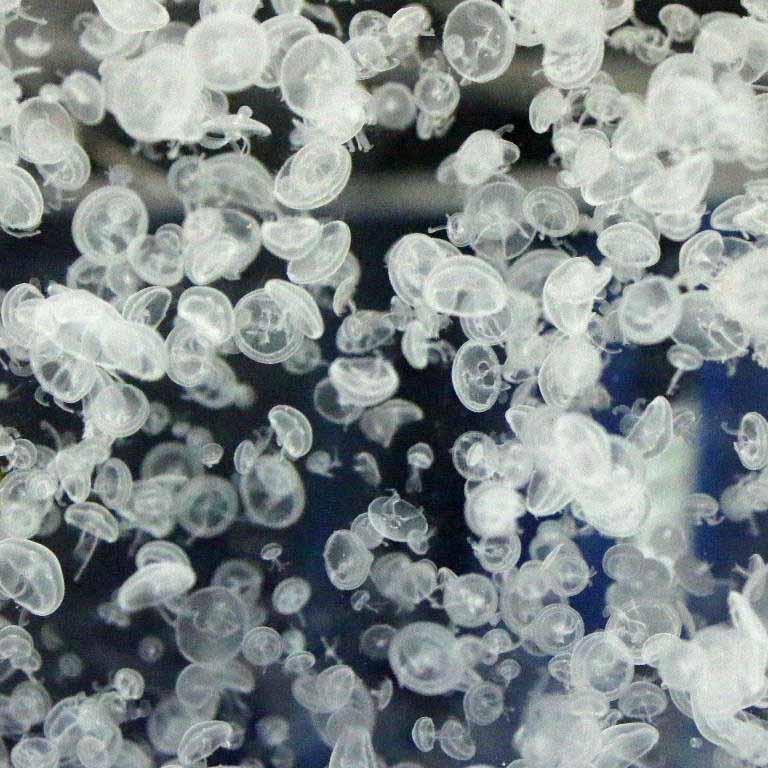 Moon Jellyfish