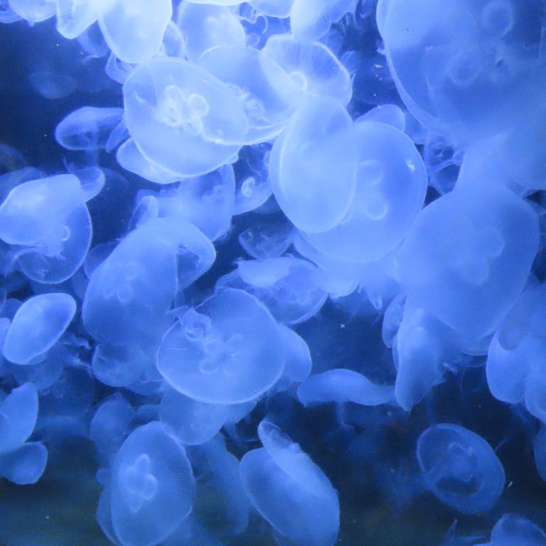 Pacific Moon Jellyfish