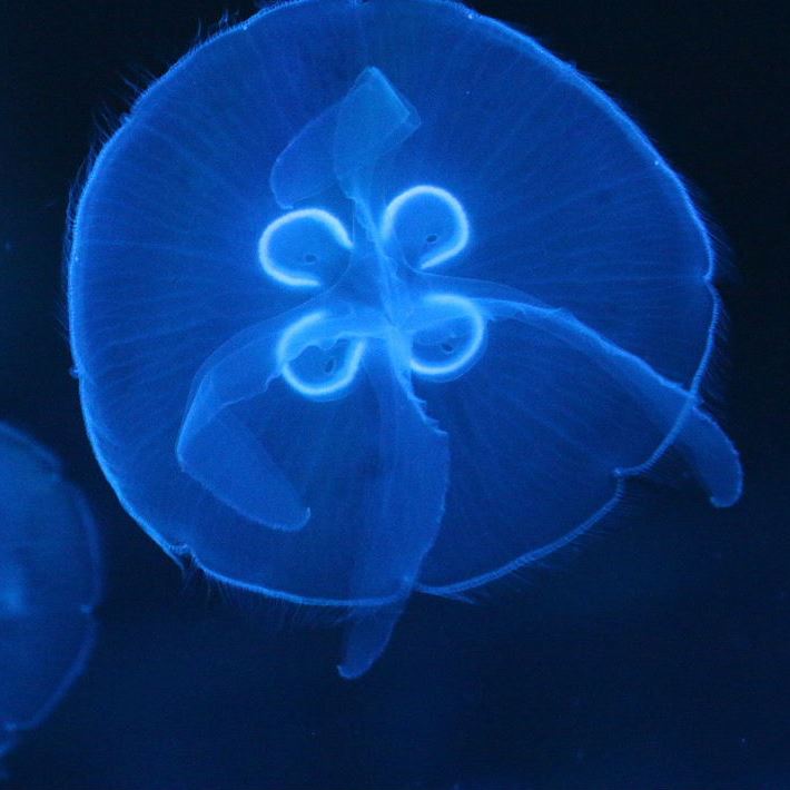 Pacific Moon Jellyfish
