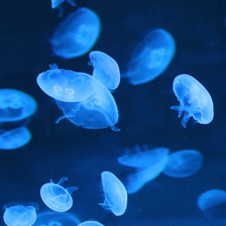 Pacific Moon Jellyfish