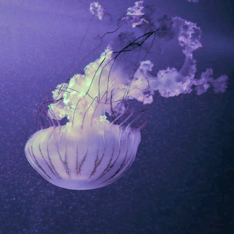 Atlantic Sea Nettle