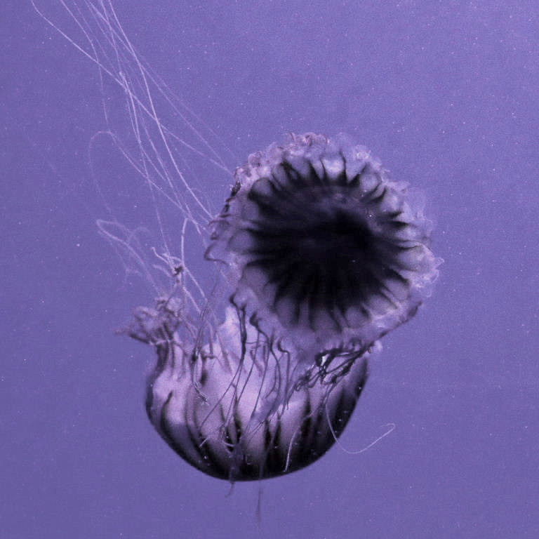 Atlantic Sea Nettle