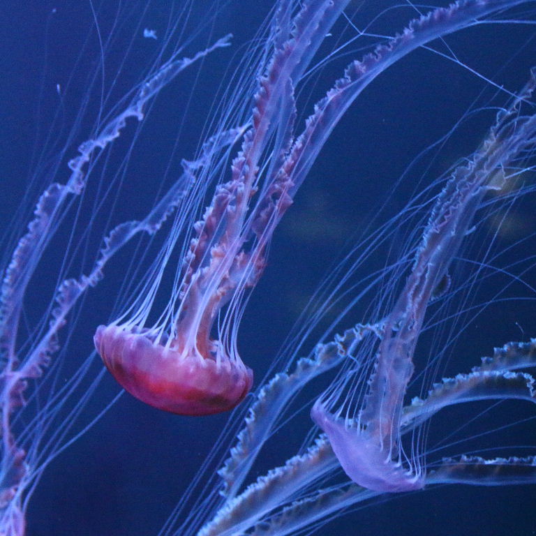 Black Sea Nettle