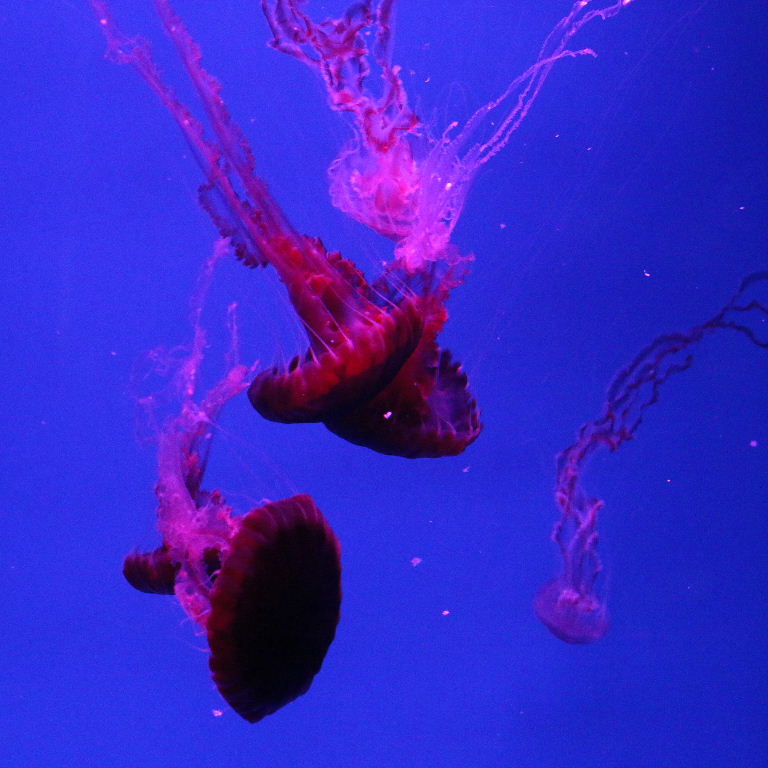 Black Sea Nettle
