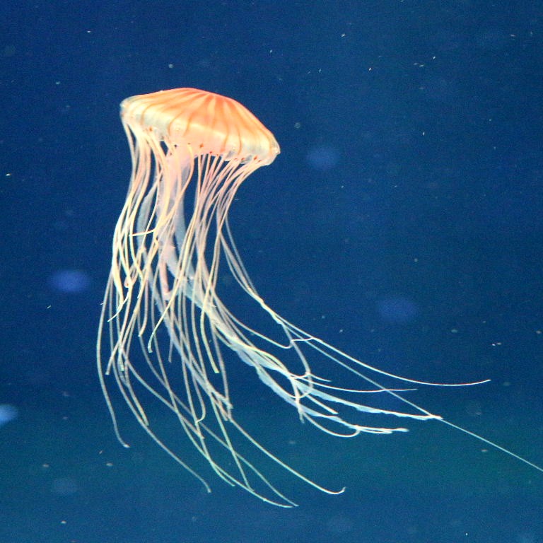 Japanese Sea Nettle