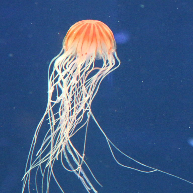Japanese Sea Nettle