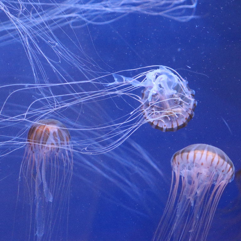 Japanese Sea Nettle