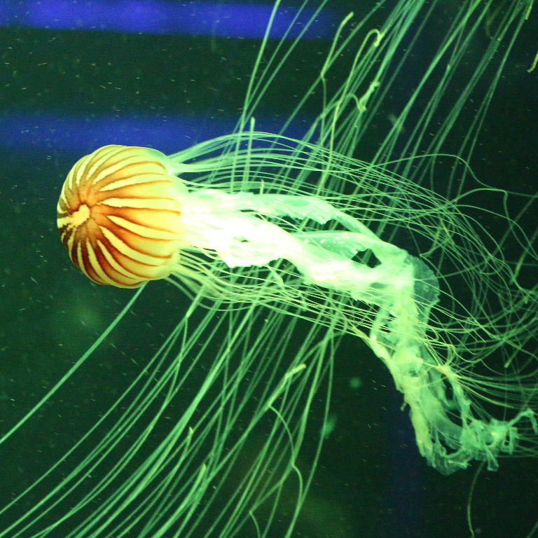 Japanese Sea Nettle