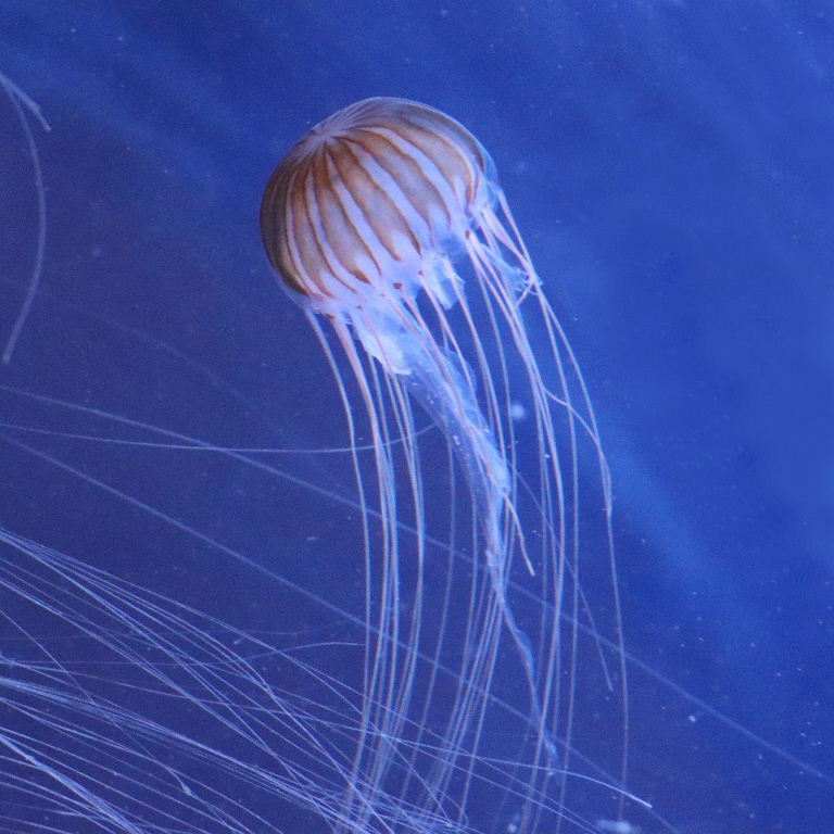 Japanese Sea Nettle