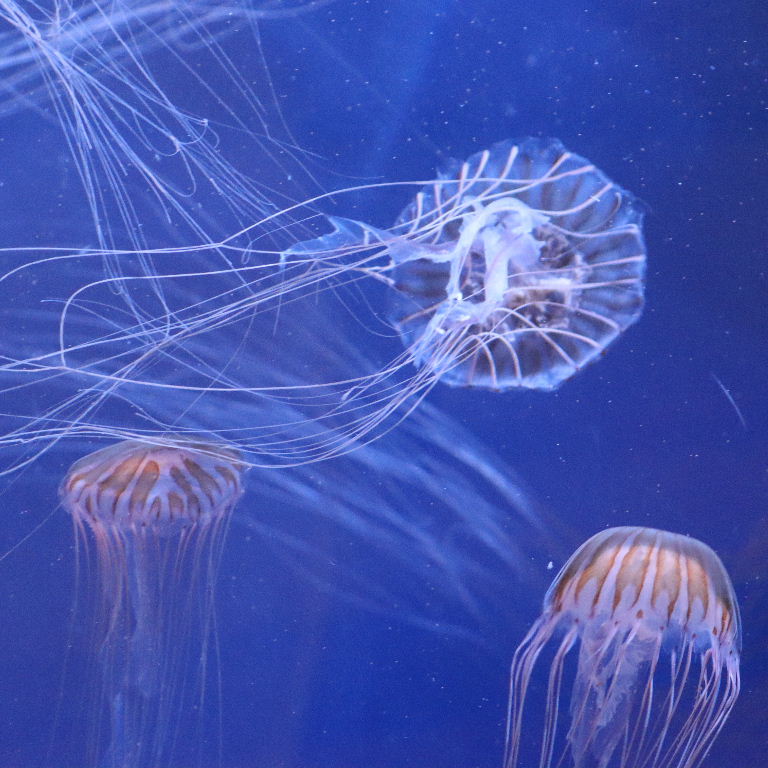 Japanese Sea Nettle