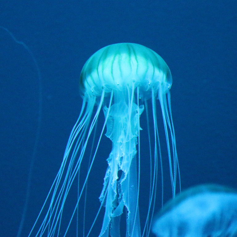 Japanese Sea Nettle