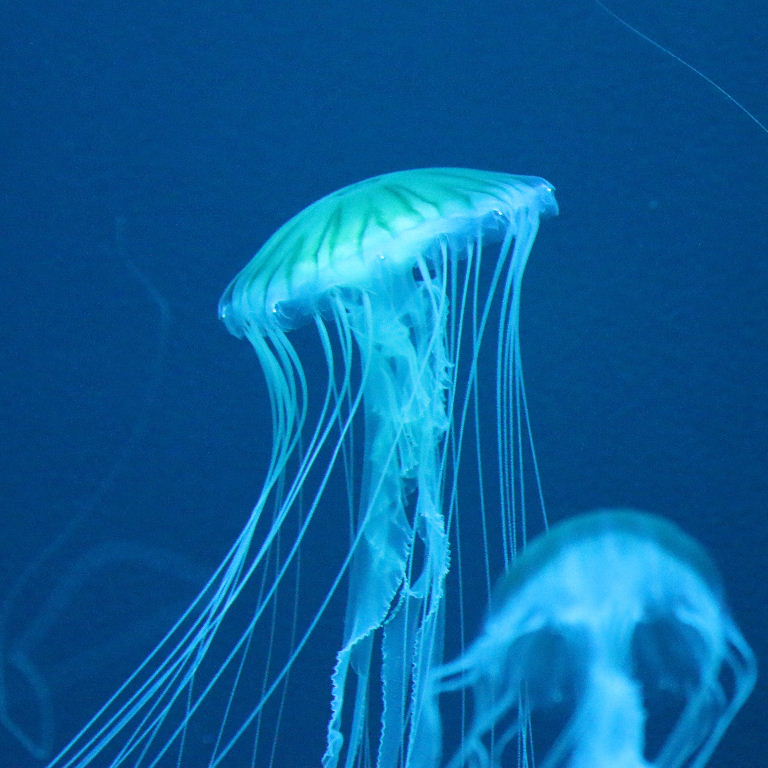 Japanese Sea Nettle