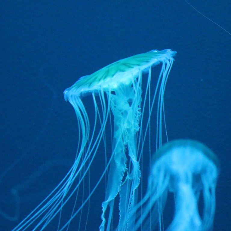 Japanese Sea Nettle